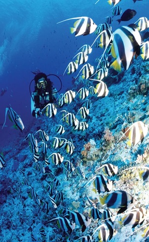 scuba diver on coral reef with many fish