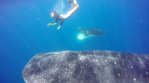 snorkeler with manta ray and whale shark